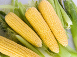 corn-on-the-cob-547x365