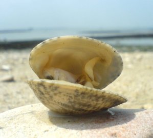 clam