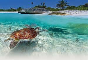 island turtle