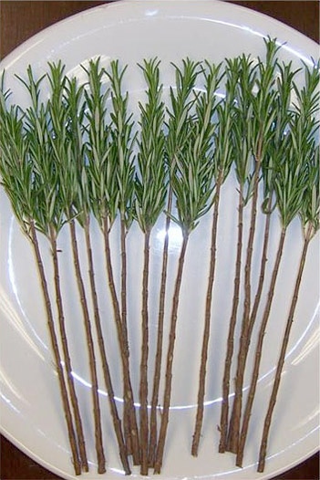 products_herbs_rosemary_skewers