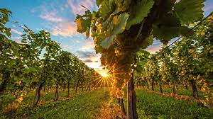 vineyard_sunset