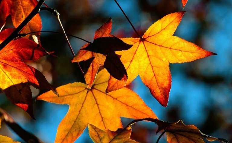 Harvest Supper Celebration in&nbsp;Six-Courses