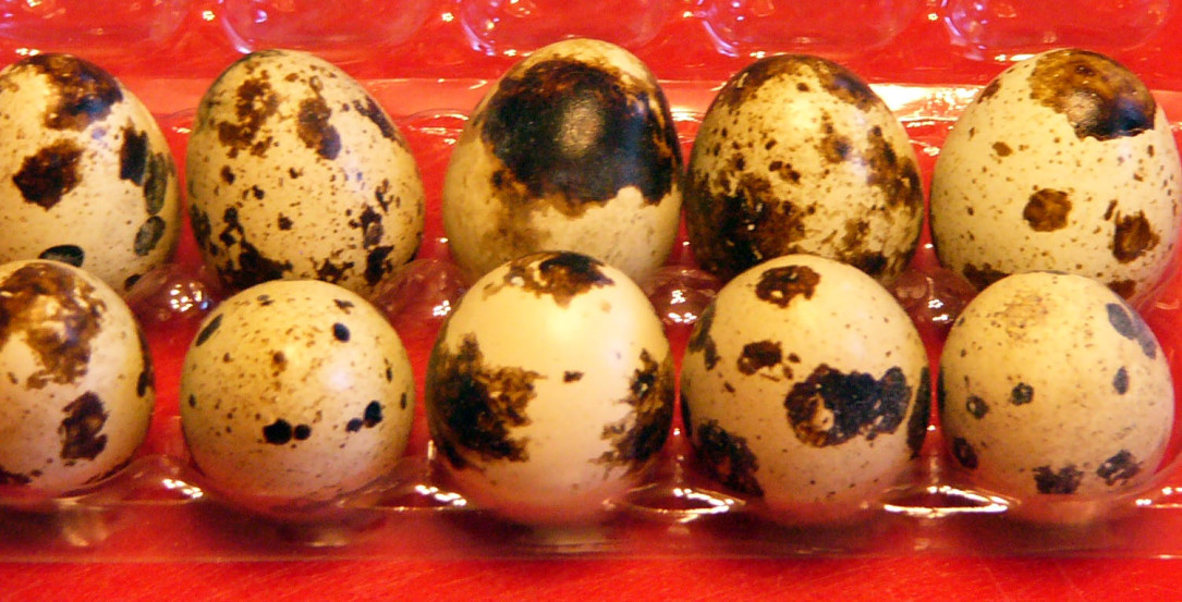 Scrambled Quail Eggs – Live and&nbsp;Learn