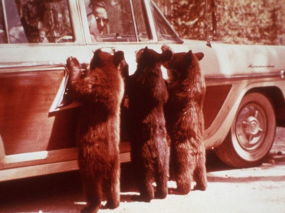 bears begging for food