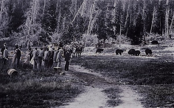 Crazy People with Bears (1)