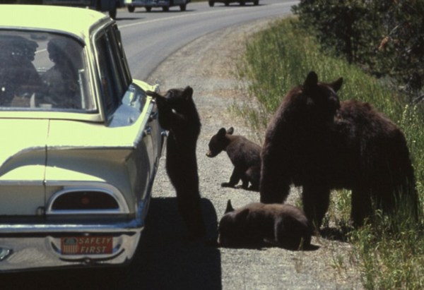 Crazy People with Bears (10)