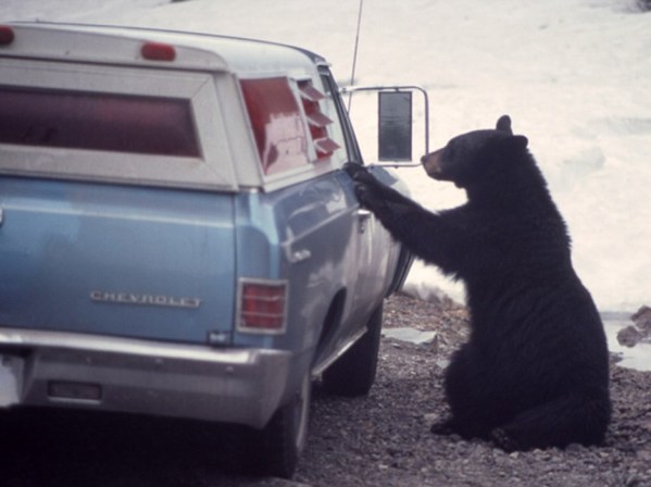 Crazy People with Bears (12)