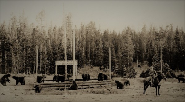 Crazy People with Bears (3)