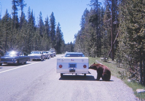 Crazy People with Bears (4)