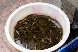 eel soup
