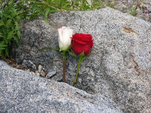 07-11-hwy-88-to-carson-city-7