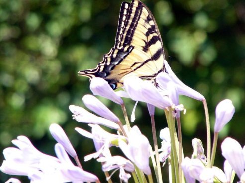 38908_142847102399898_3833775_n