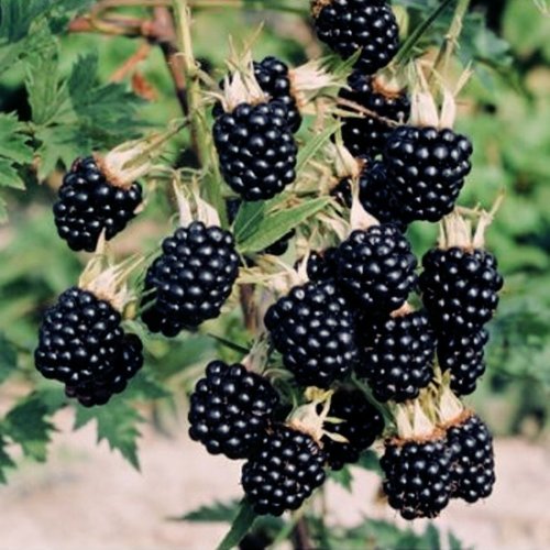 blackberries