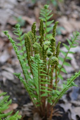 fiddleheads
