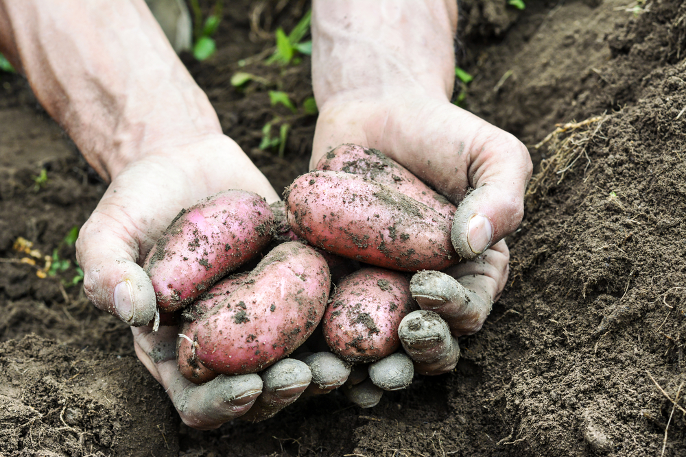 It’s National Tater Day – Can you Dig&nbsp;It?