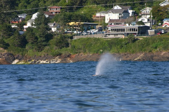 07-15-2017 - Depoe Bay Whale Watching (45)