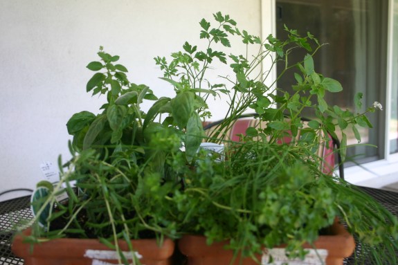 06-02 Herb Garden (1)
