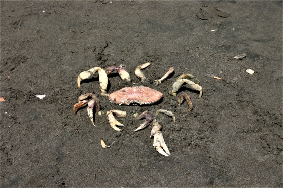 11 - Wreck of Peter Iredale (31)