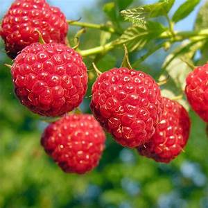 raspberry bush