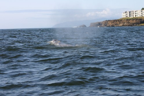 2 Whales Depoe Bay