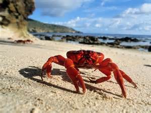 A Crab of a Tale to Tell4