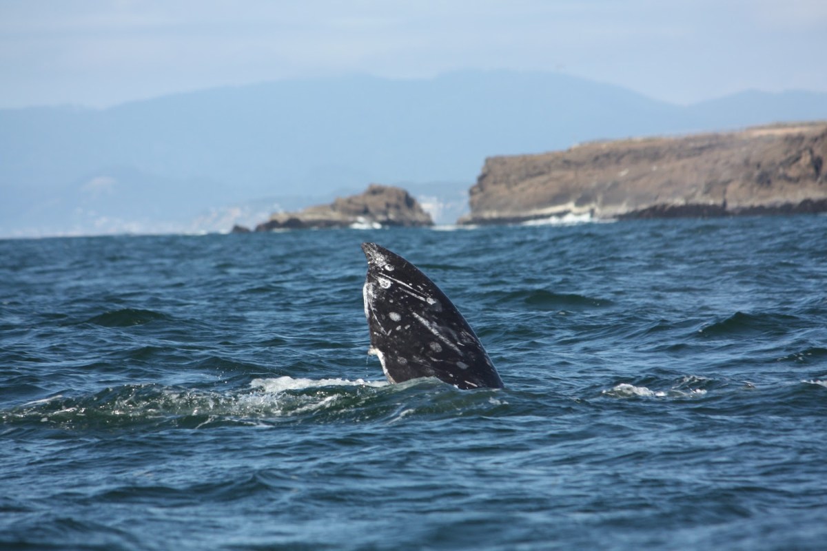 Next Stop, Depoe&nbsp;Bay!