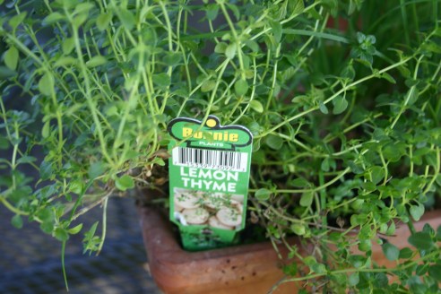 Lemon Thyme (2)