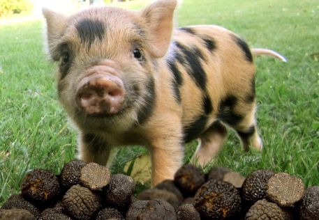 pigs hunting truffles
