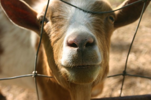 Easter at the Farm (20)