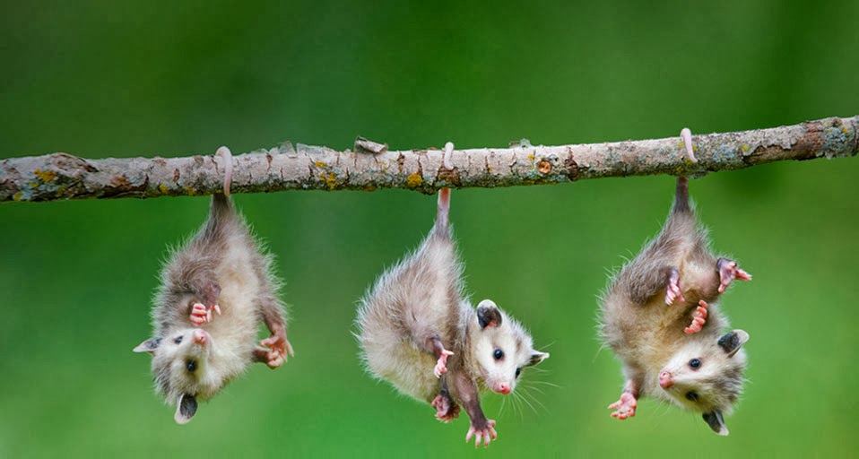 Make Mine a Possum&nbsp;Pie