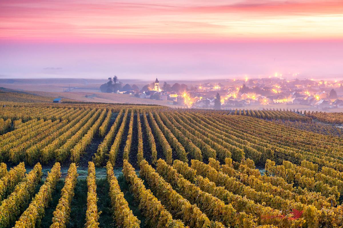 Ember Days Classic Coq au&nbsp;Vin