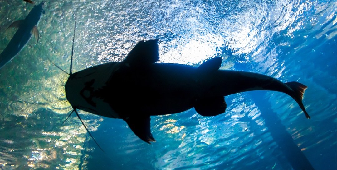 Summertime and the Catfish Are&nbsp;Jumping