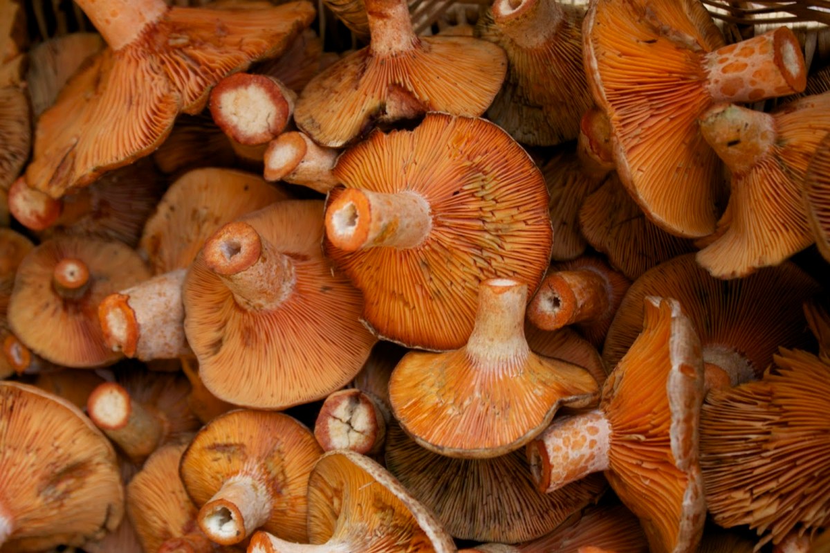 Friday Night Mushroom Bolognese&nbsp;Spaghetti