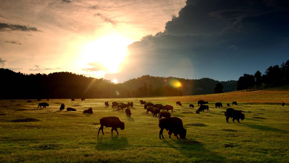 Thank You South&nbsp;Dakota