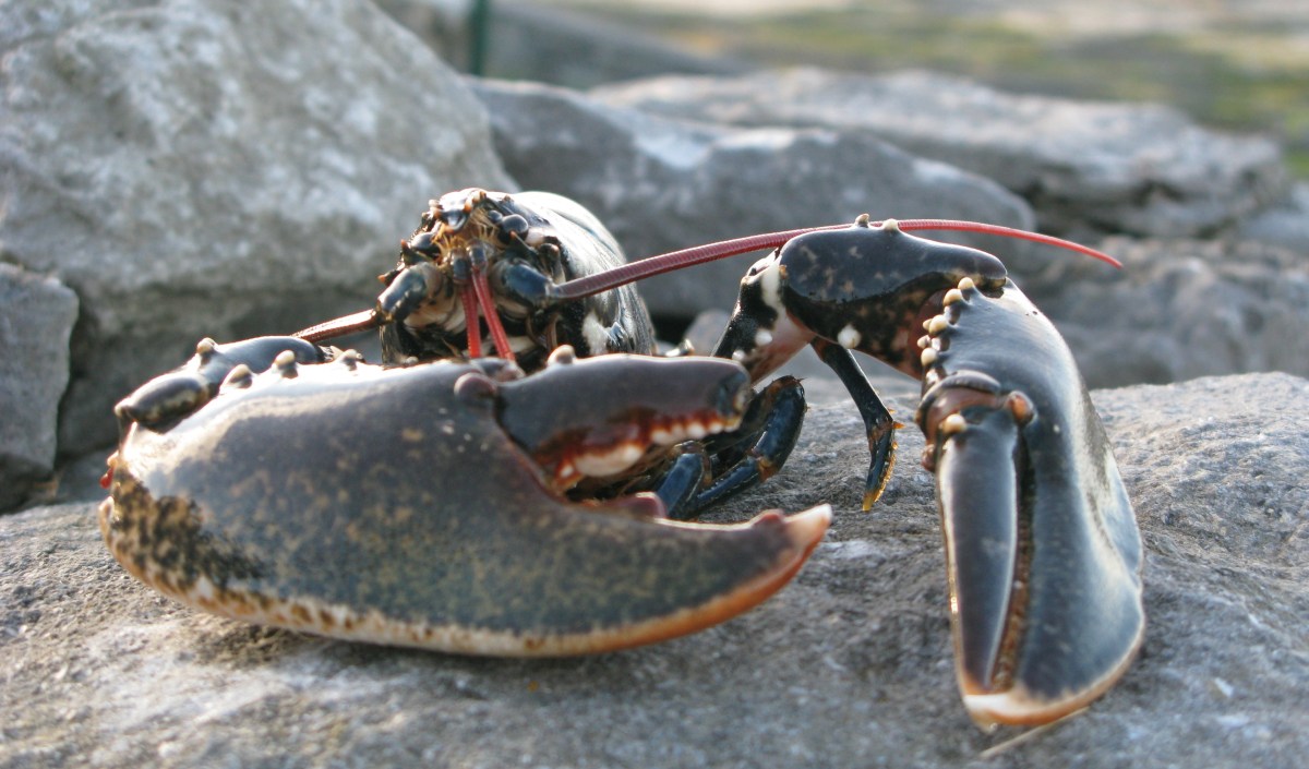 Wow – It’s National Lobster&nbsp;Day