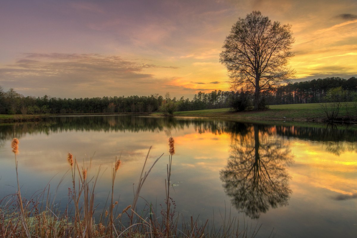 Celebrate North Carolina with a&nbsp;Barbecue