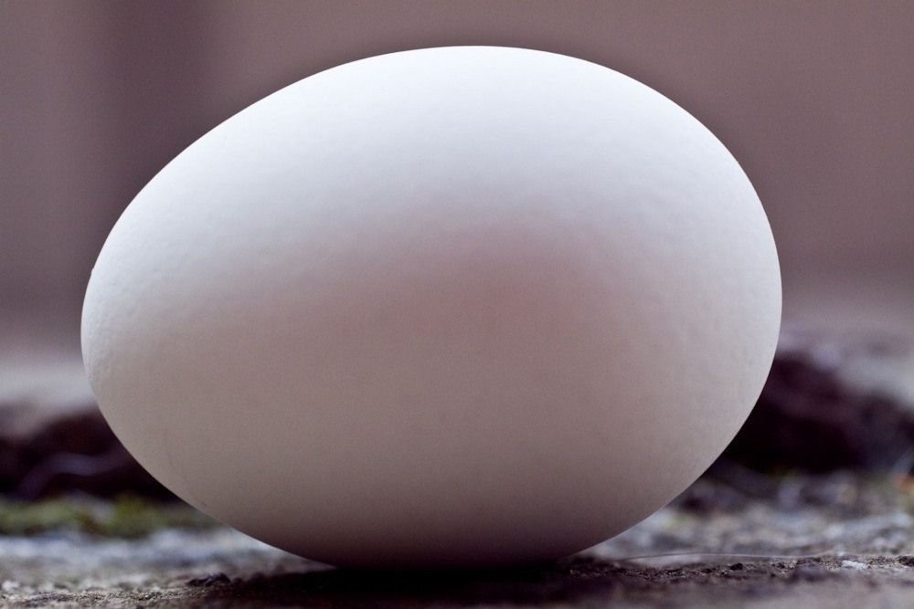 How Amazing is a Single&nbsp;Egg?