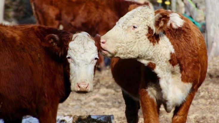 Sunday’s Best Gather Round&nbsp;Supper