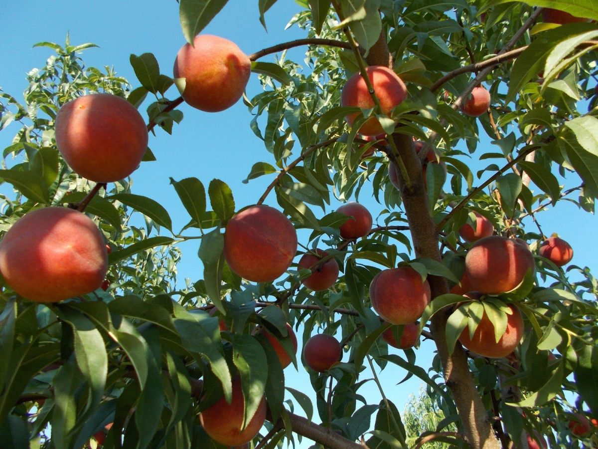 Inspirations for Peach Ice Cream&nbsp;Day
