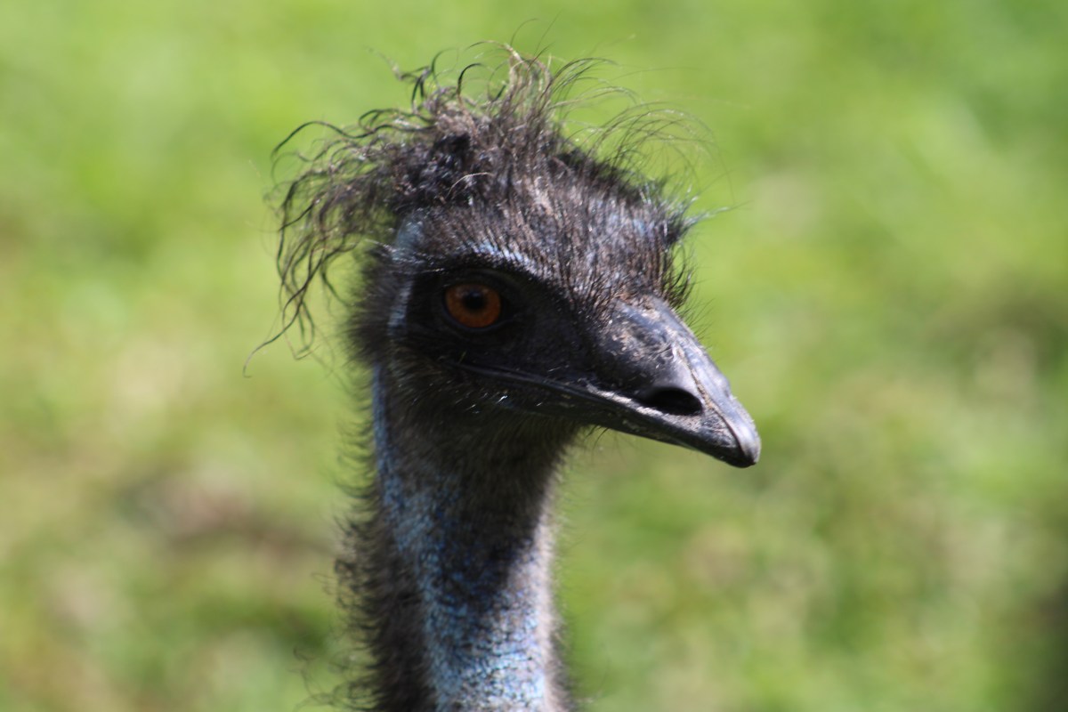 Let’s Get Wild&nbsp;Again