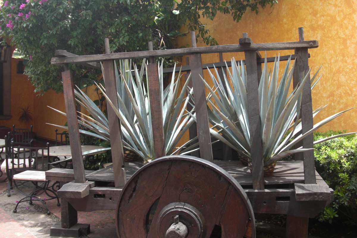 Drive Thru Tequila&nbsp;Day