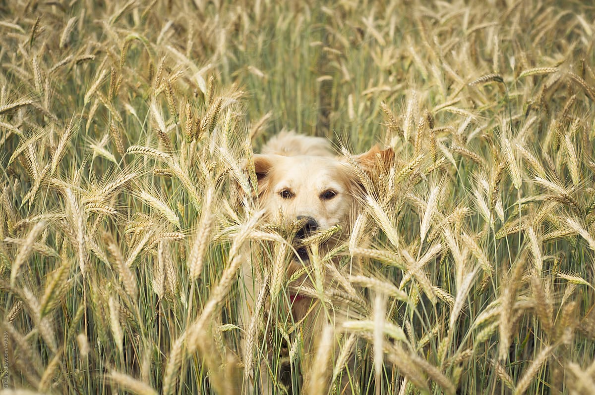 Dogs Hidden in Chili Cheese&nbsp;Cups