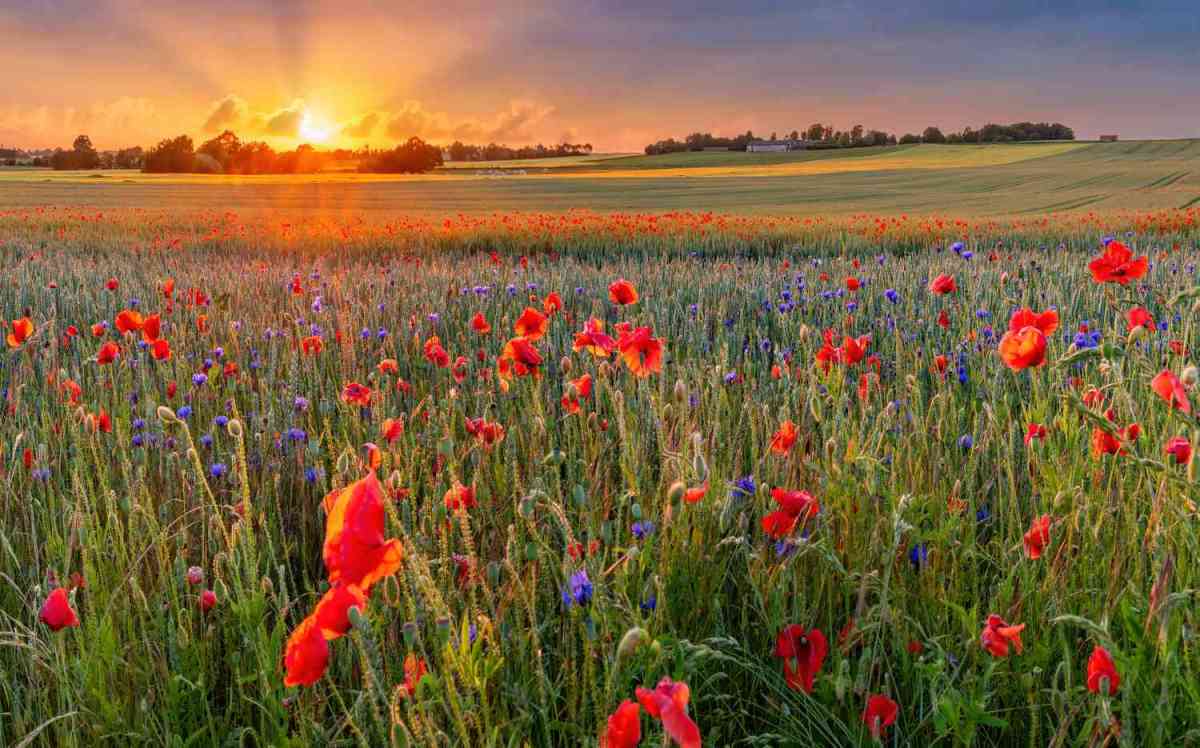 An Ember Days&nbsp;Dessert