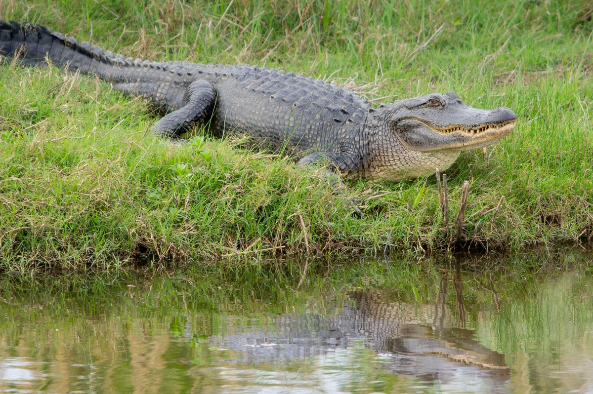 Supper Time in&nbsp;Louisiana