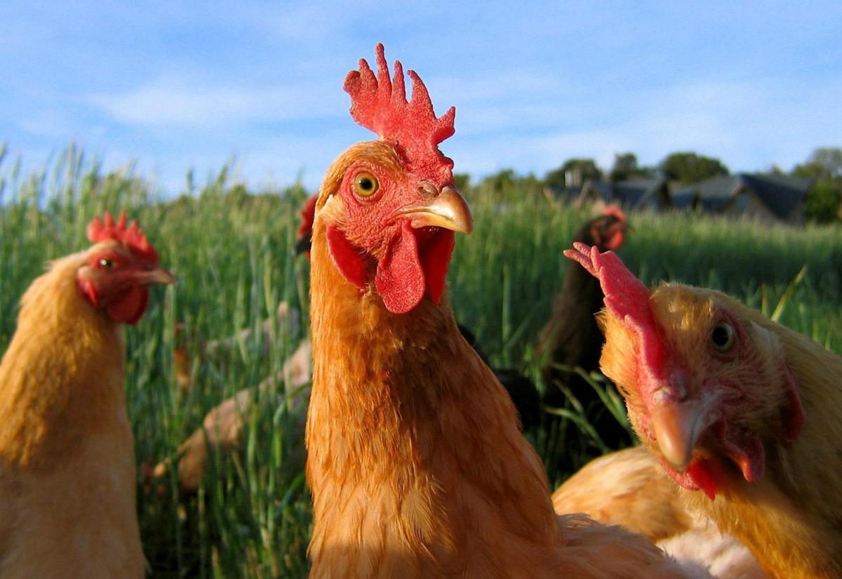 Ladies, It’s Fried Chicken&nbsp;Day