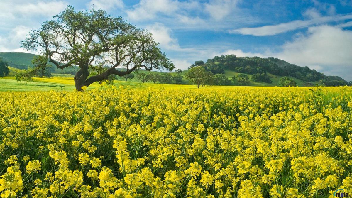 Mustard Day Brings Back&nbsp;Memories